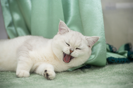 beautiful young cat breed Scottish chinchilla straightの写真素材