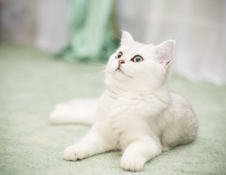 beautiful young cat breed Scottish chinchilla straightの写真素材