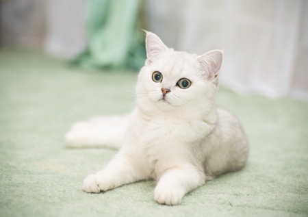 beautiful young cat breed Scottish chinchilla straightの写真素材