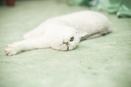 beautiful young cat breed Scottish chinchilla straightの写真素材