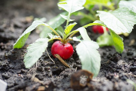 fresh organic red radish with leaves growingの写真素材