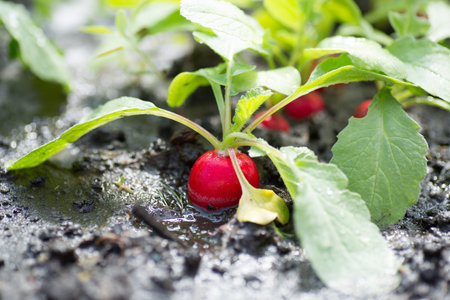 fresh organic red radish with leaves growing