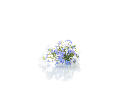 spring small white and blue flowers isolated on whiteの写真素材