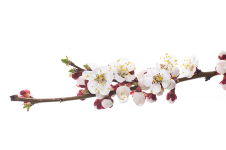 Branch with apricot flowers on a white backgroundの写真素材