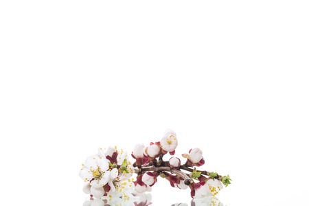 Branch with apricot flowers on a white backgroundの写真素材