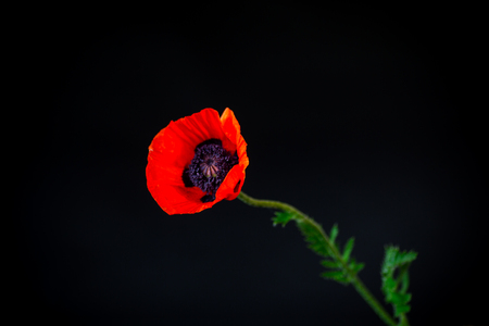 beautiful red blooming poppy flower isolated on blackの写真素材