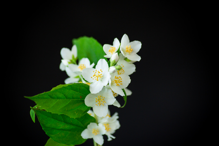 beautiful white jasmine flowers on a branch isolated on black backgroundの写真素材