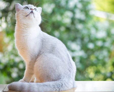domestic cat breed Scottish chinchilla straight white color walking outdoorsの写真素材