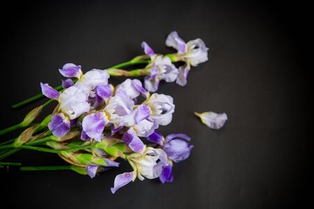 Beautiful blue fleuret- Iris. It is on black background.の写真素材