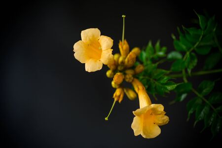 Blooming curly flower kampsis on a branch, black background.の写真素材