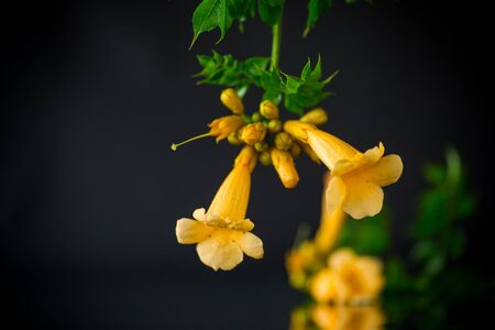 Blooming curly flower kampsis on a branch, black background.の写真素材