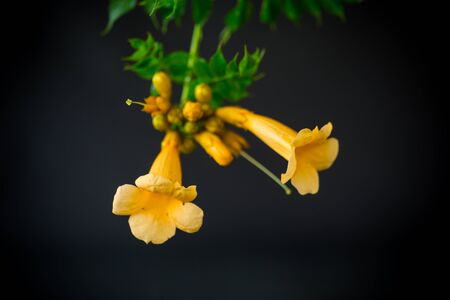 Blooming curly flower kampsis on a branch, black background.の写真素材