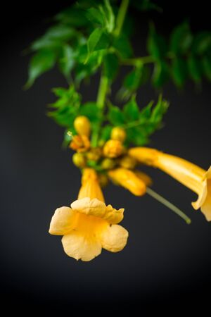 Blooming curly flower kampsis on a branch, black background.の写真素材