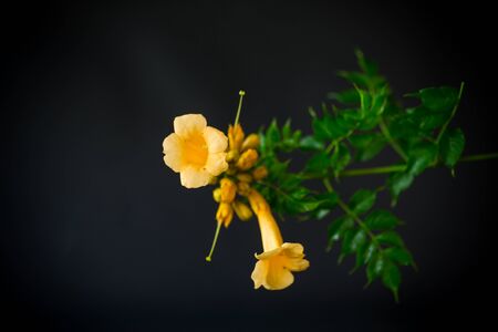 Blooming curly flower kampsis on a branch, black background.の写真素材