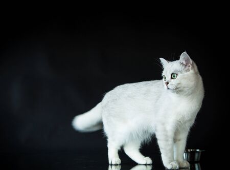 beautiful young cat breed Scottish chinchilla straightの写真素材
