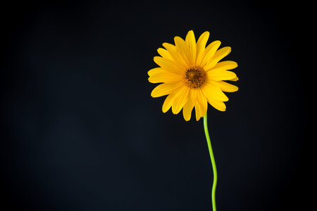 yellow summer blooming daisy flower isolated on black