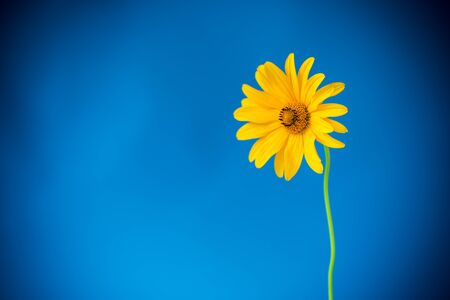 yellow summer blooming daisy flower isolated on blueの写真素材
