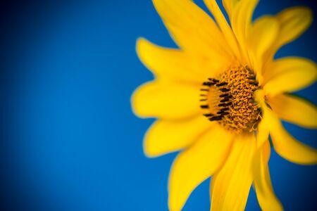 yellow summer blooming daisy flower isolated on blueの写真素材