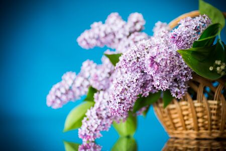 spring blooming bouquet of lilac in a basket on a blue backgroundの写真素材