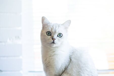 portrait of a cat of breed Scottish chinchilla, straight-eared, sitting by the window.の写真素材
