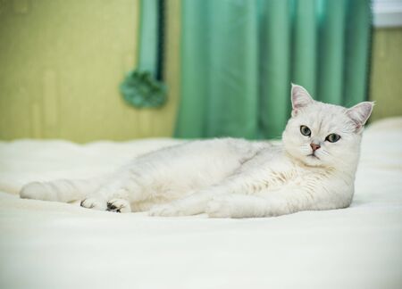 Beautiful young cat, breed Scottish chinchilla straight,lying on the bedの写真素材