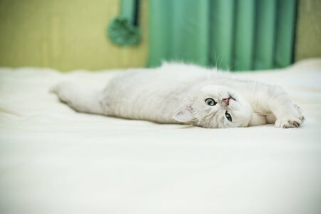 Beautiful young cat, breed Scottish chinchilla straight,lying on the bedの写真素材