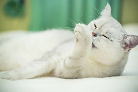 Beautiful young cat, breed Scottish chinchilla straight,lying on the bedの写真素材