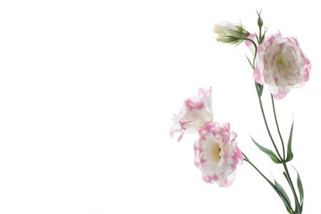 beautiful pink lisianthus flowers isolated on whiteの写真素材