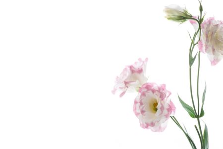 beautiful pink lisianthus flowers isolated on whiteの写真素材