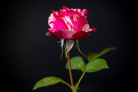 two-tone white with red rose on a black backgroundの写真素材
