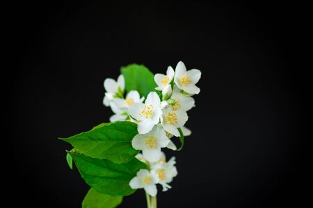 beautiful white jasmine flowers on a branch isolated on blackの写真素材