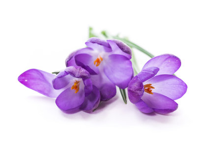 Spring purple little crocus flowers isolated on white
