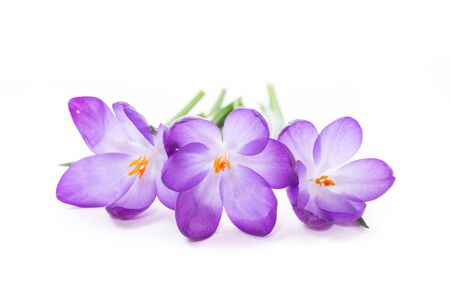 spring purple little crocus flowers isolated on white backgroundの写真素材
