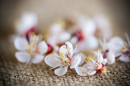 Branch of blooming spring apricots on burlap close-upの写真素材
