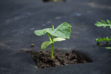 young small sprout of cucumber grows from the ground on agrofibreの写真素材