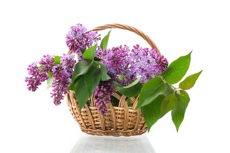 bouquet of beautiful blooming lilacs in a basket isolated on white backgroundの写真素材
