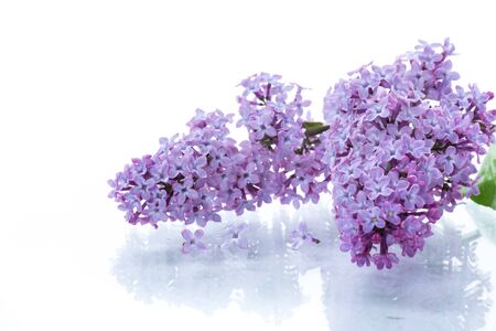 bouquet of beautiful spring flowers of lilac on white backgroundの写真素材