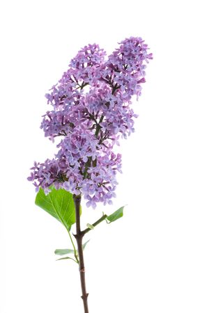bouquet of beautiful spring flowers of lilac on white backgroundの写真素材