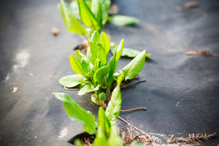 green fresh sorrel grows in agrofiber in spring and summer outdoorsの写真素材