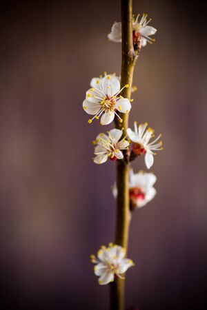 Branch of blooming spring apricots on a dark backgroundの写真素材