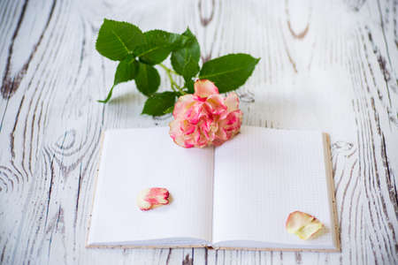 bright pink rose and blank notebook as a blank on wooden backgroundの写真素材