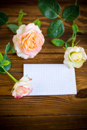 pink beautiful summer roses with blank letterhead for textの写真素材