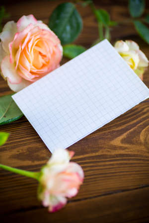 pink beautiful summer roses with blank letterhead for textの写真素材