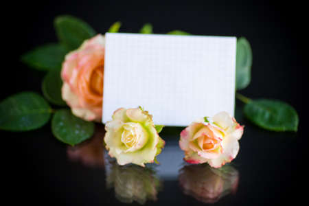 pink beautiful summer roses with blank letterhead for textの写真素材