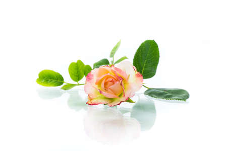 pink beautiful summer roses on white backgroundの写真素材