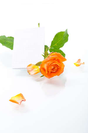 orange beautiful summer roses with blank letterhead for textの写真素材