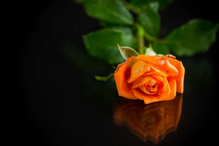 bright orange rose with green leaves, on a black backgroundの写真素材