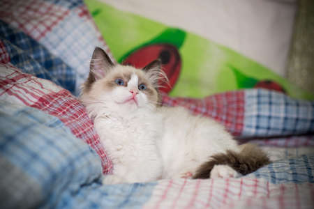 two month old Ragdoll kitten at homeの写真素材