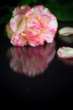 bright pink rose with green leaves. Isolation on a black backgroundの写真素材