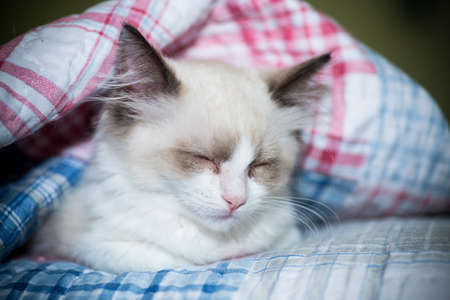 small two month old Ragdoll kitten at homeの写真素材